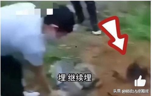 缅北视频爆料是真的吗,真相究竟如何？